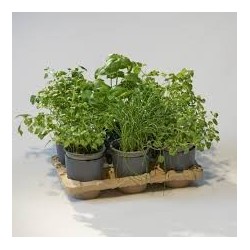Kit Potager Urbain Deluxe (petit)