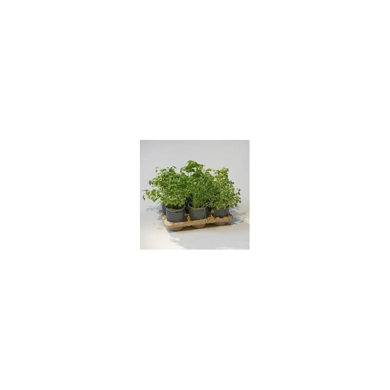 Kit Potager Urbain Deluxe (petit)