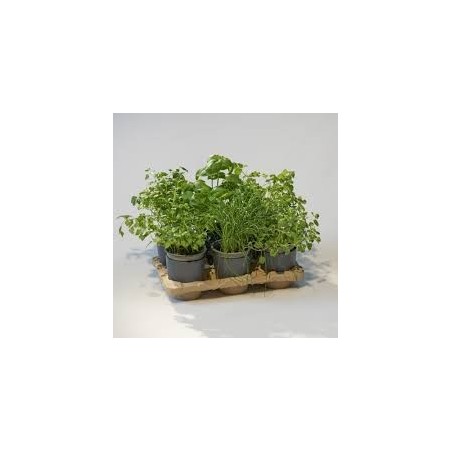 Kit Potager Urbain Deluxe (petit)