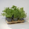 Kit Potager Urbain Deluxe (petit)