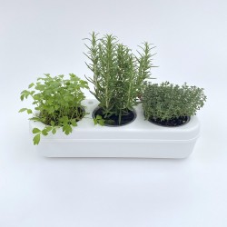 Kit Potager Urbain Deluxe (petit)